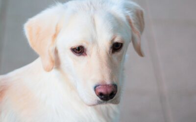 Permis de détention d’animaux : comment ça marche