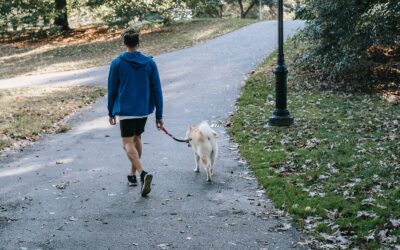 Vos obligations si vous possédez un chien reconnu ou réputé dangereux