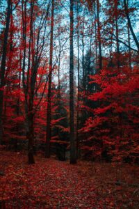 Photo d'arbres feuillus en automne