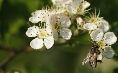 Distribution gratuite de plants de haie