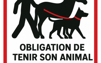 Tenir son animal en laisse : une obligation pour la sécurité de tous !