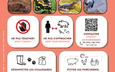 EN CAS DE DÉCOUVERTE DE DÉPOUILLE DE SANGLIER – SALAMANDRE – TRITON – OISEAU