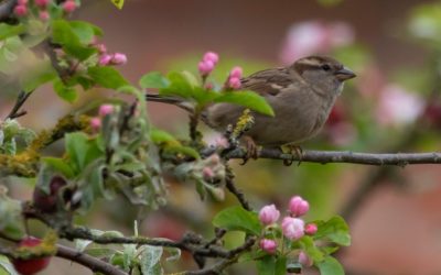 Biodivercité – semaine de l’arbre 2025
