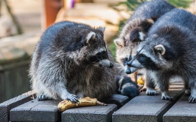 Baylisascariose : vigilance face au raton laveur